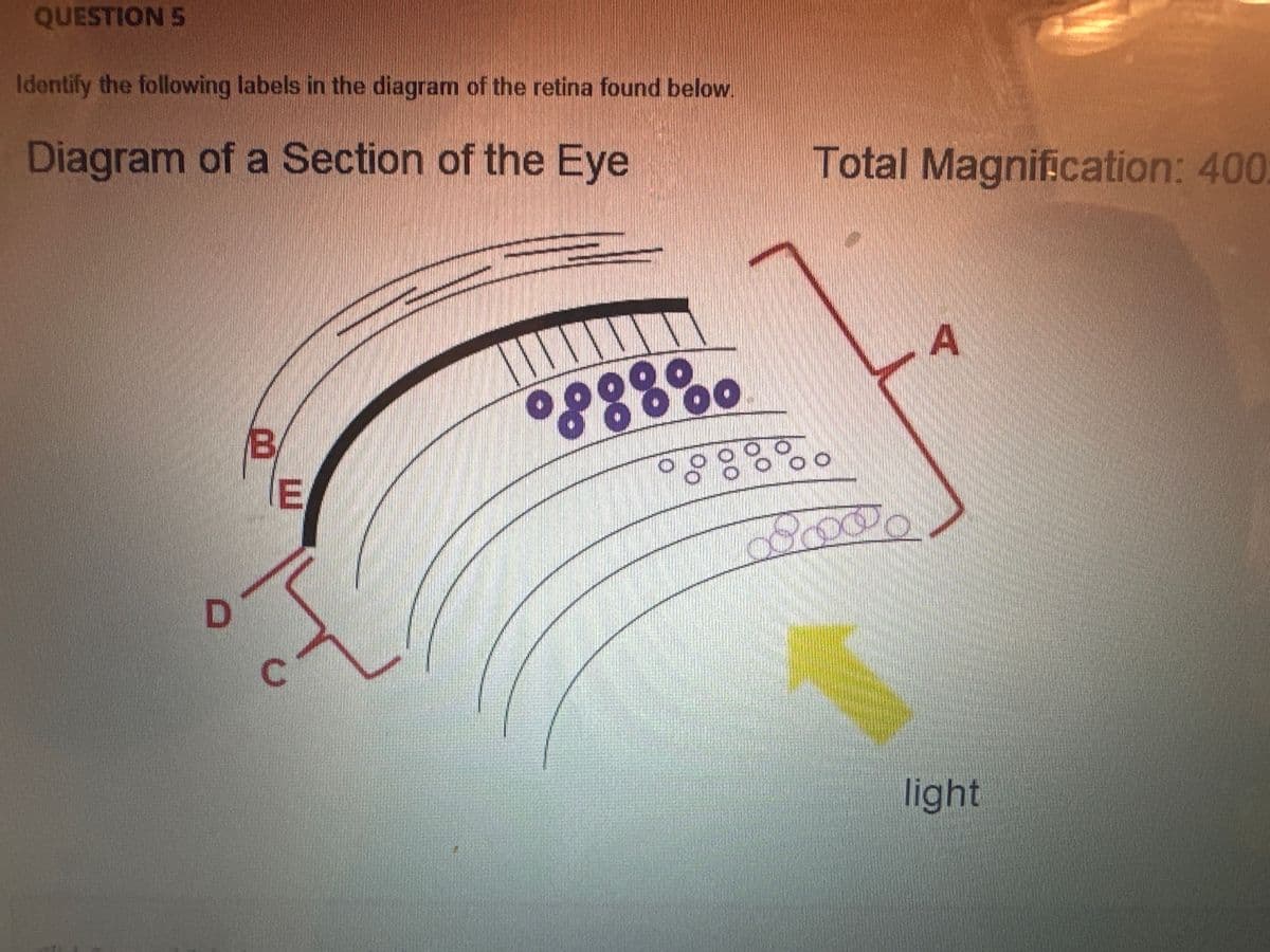 QUESTION 5
Identify the following labels in the diagram of the retina found below.
Diagram of a Section of the Eye
B
E
C
20
III
°888%
Total Magnification: 400
°°°°° OO
ooooo
A
light