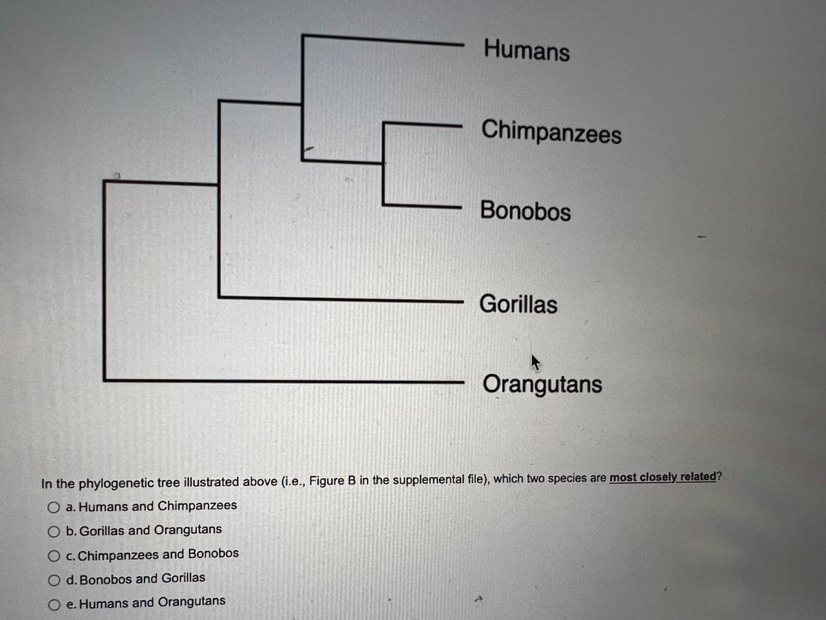 Humans
O c. Chimpanzees and Bonobos
O d. Bonobos and Gorillas
O e. Humans and Orangutans
Chimpanzees
Bonobos
Gorillas
Orangutans
In the phylogenetic tree illustrated above (i.e., Figure B in the supplemental file), which two species are most closely related?
O a. Humans and Chimpanzees
O b. Gorillas and Orangutans