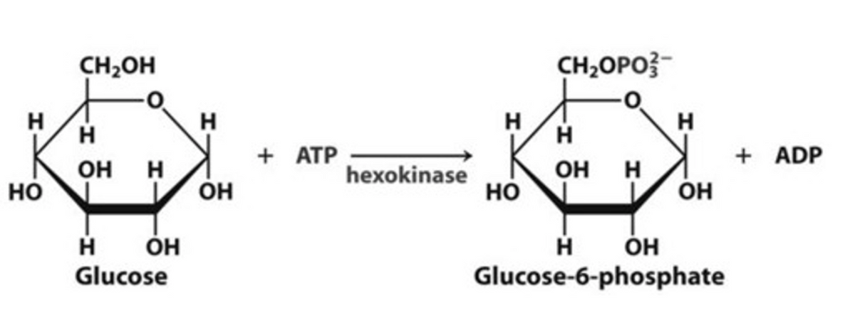 Н
НО
CH₂OH
Н
ОН Н
Н
Glucose
ОН
H
ОН
+ ATP
hexokinase
Н
НО
CH₂OPO-
H
ОН Н
Н
ОН
Н
ОН
Glucose-6-phosphate
+ ADP