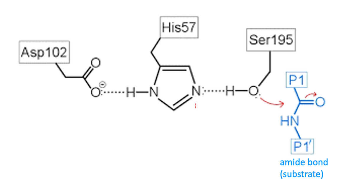 Asp102
H-N
His57
Ser195
NH-O
P1
HN
P1'
amide bond
(substrate)