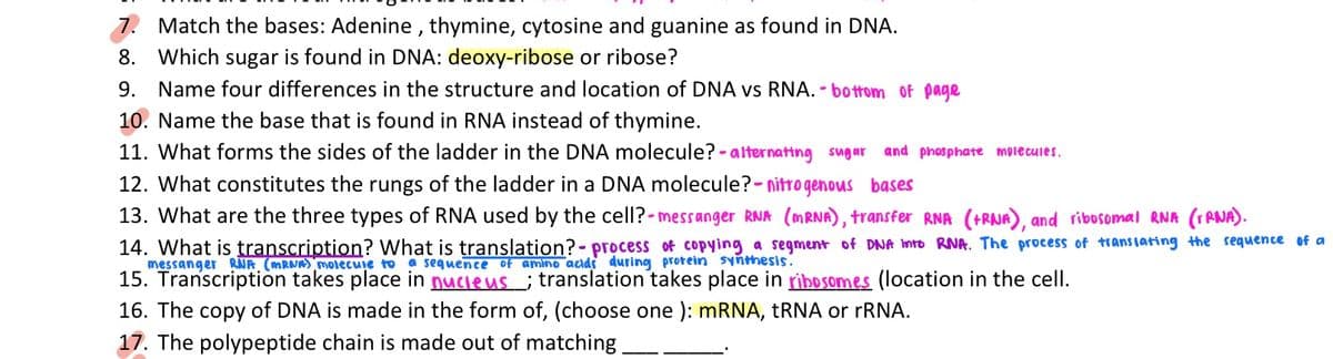 7. Match the bases: Adenine, thymine, cytosine and guanine as found in DNA.
8. Which sugar is found in DNA: deoxy-ribose or ribose?
9. Name four differences in the structure and location of DNA vs RNA. - bottom of page
10. Name the base that is found in RNA instead of thymine.
11. What forms the sides of the ladder in the DNA molecule?-alternating sugar and phosphate molecules.
12. What constitutes the rungs of the ladder in a DNA molecule?- nitrogenous bases
13. What are the three types of RNA used by the cell? -messanger RNA (MRNA), transfer RNA (+RNA), and ribosomal RNA (TRNA).
14. What is transcription? What is translation?- process of copying a segment of DNA into RNA. The process of translating the sequence of a
messanger RNA (mRNA) molecule to a sequence of amino acids during protein synthesis.
15. Transcription takes place in nucleus; translation takes place in ribosomes (location in the cell.
16. The copy of DNA is made in the form of, (choose one ): mRNA, tRNA or rRNA.
17. The polypeptide chain is made out of matching