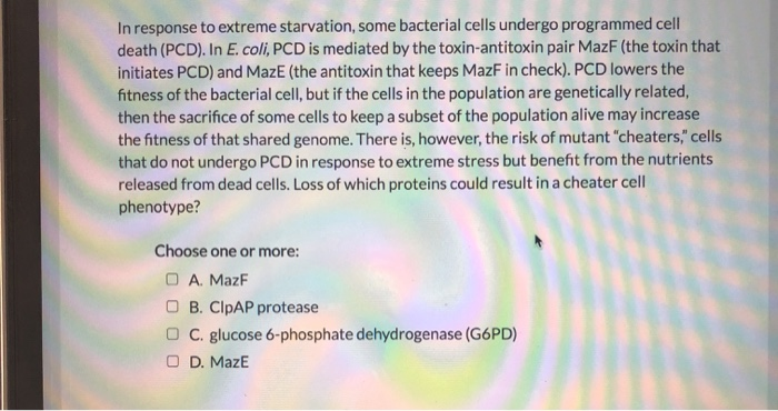 In response to extreme starvation, some bacterial cells undergo programmed cell
death (PCD). In E. coli, PCD is mediated by the toxin-antitoxin pair MazF (the toxin that
initiates PCD) and MazE (the antitoxin that keeps MazF in check). PCD lowers the
fitness of the bacterial cell, but if the cells in the population are genetically related,
then the sacrifice of some cells to keep a subset of the population alive may increase
the fitness of that shared genome. There is, however, the risk of mutant "cheaters," cells
that do not undergo PCD in response to extreme stress but benefit from the nutrients
released from dead cells. Loss of which proteins could result in a cheater cell
phenotype?
Choose one or more:
OA. MazF
OB. CIPAP protease
OC. glucose 6-phosphate dehydrogenase (G6PD)
OD. MazE