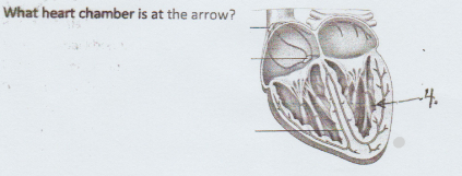 What heart chamber is at the arrow?
-4.
