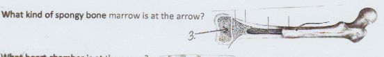 What kind of spongy bone marrow is at the arrow?
3:
