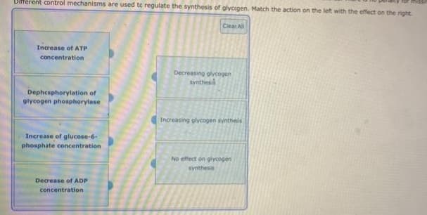 Different control mechanisms are used to regulate the synthesis of glycogen, Match the action on the left with the effect on the right.
Increase of ATP
concentration
Dephosphorylation of
glycogen phosphorylase
Increase of glucose-6-
phosphate concentration
Decrease of ADP
concentration
Clear All
Decreasing glycogen
synthesis
Increasing glycogen synthesis
No effect on glycogen
synthesis