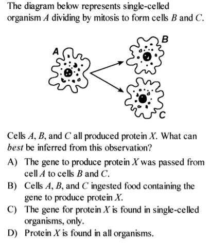 The diagram below represents single-celled
organism A dividing by mitosis to form cells B andC.
B
cکړ
Cells A, B, and C all produced protein X. What can
best be inferred from this observation?
A) The gene to produce protein X was passed from
cell A to cells B and C.
B) Cells A, B, and C ingested food containing the
gene to produce protein X.
C) The gene for protein X is found in single-celled
organisms, only.
D) Protein X is found in all organisms.
