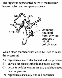 The organism represented below is multicellular,
heterotrophic, and completely aquatic.
- Offspring
resulting
from only the
process of
mitotic
cell division
Which other characteristics could be used to descri
this organism?
A) reproduces in a water habitat and is a producer
B) carries out photosynthesis and needs oxygen
C) deposits cellular wastes on land and decompos
dead organisms
D) reproduces asexually and is a consumer
