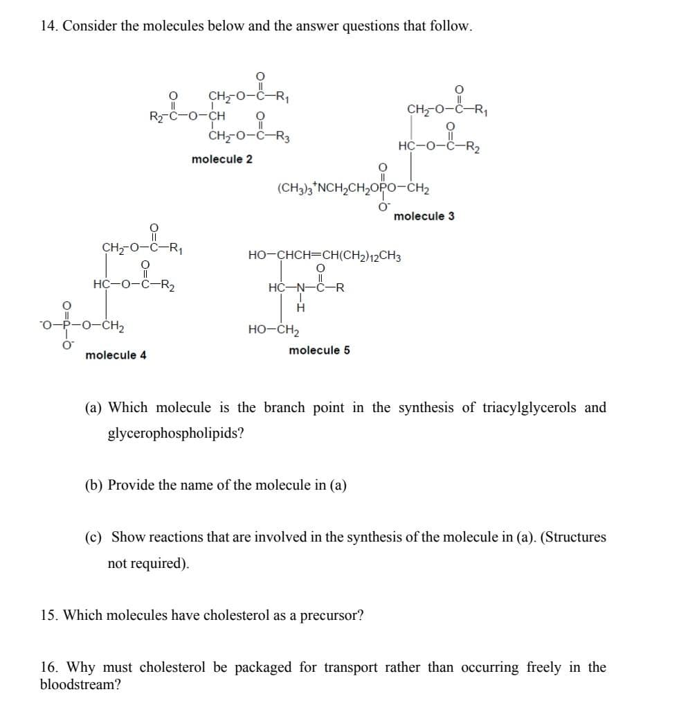 14. Consider the molecules below and the answer questions that follow.
ALOER
HC-0-C-R₂
of ook
molecule 4
O
R₂-C-0-CH
CH2O-
ရ
CH₂-O-C-R3
molecule 2
HC-N-C-R
T
H
(CH3)3*NCH₂CH₂OPO-CH₂
HO-CH2
HO-CHCH=CH(CH2) 12CH3
O
molecule 5
O
(b) Provide the name of the molecule in (a)
CH₂0-&-R₁
HC-0-C-R₂
15. Which molecules have cholesterol as a precursor?
molecule 3
(a) Which molecule is the branch point in the synthesis of triacylglycerols and
glycerophospholipids?
(c) Show reactions that are involved in the synthesis of the molecule in (a). (Structures
not required).
16. Why must cholesterol be packaged for transport rather than occurring freely in the
bloodstream?