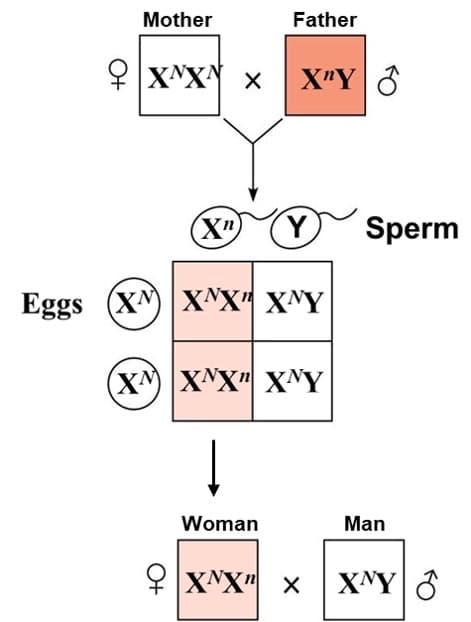 Mother
Father
O XNXY x
X"Y ở
(X"
Y
Sperm
Eggs (XM) |XҮX" XҮҮ
(X^ XNX" XNY
Woman
Man
XNX'
XNY 8

