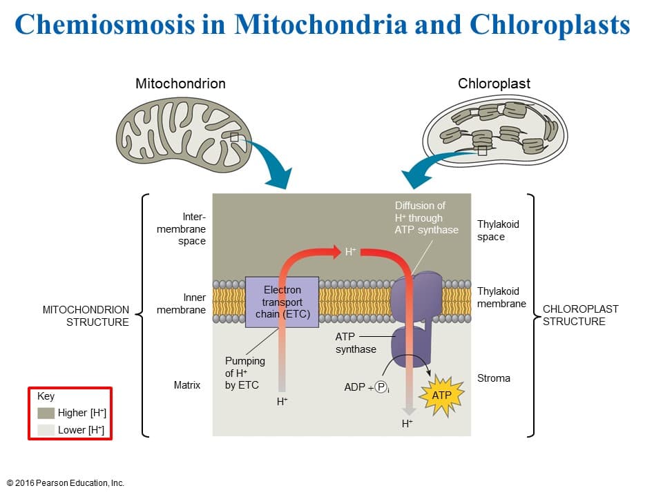 Chemiosmosis in Mitochondria and Chloroplasts
Mitochondrion
Chloroplast
Diffusion of
Inter-
H* through
ATP synthase
Thylakoid
membrane
space
space
H*
Electron
Thylakoid
Inner
transport
chain (ETC)
membrane
MITOCHONDRION
CHLOROPLAST
STRUCTURE
membrane
STRUCTURE
АТР
synthase
Pumping
of H*
Stroma
Matrix
by ETC
ADP +P;
Key
ATP
H*
Higher [H*]
|Lower [H*]
H*
© 2016 Pearson Education, Inc.

