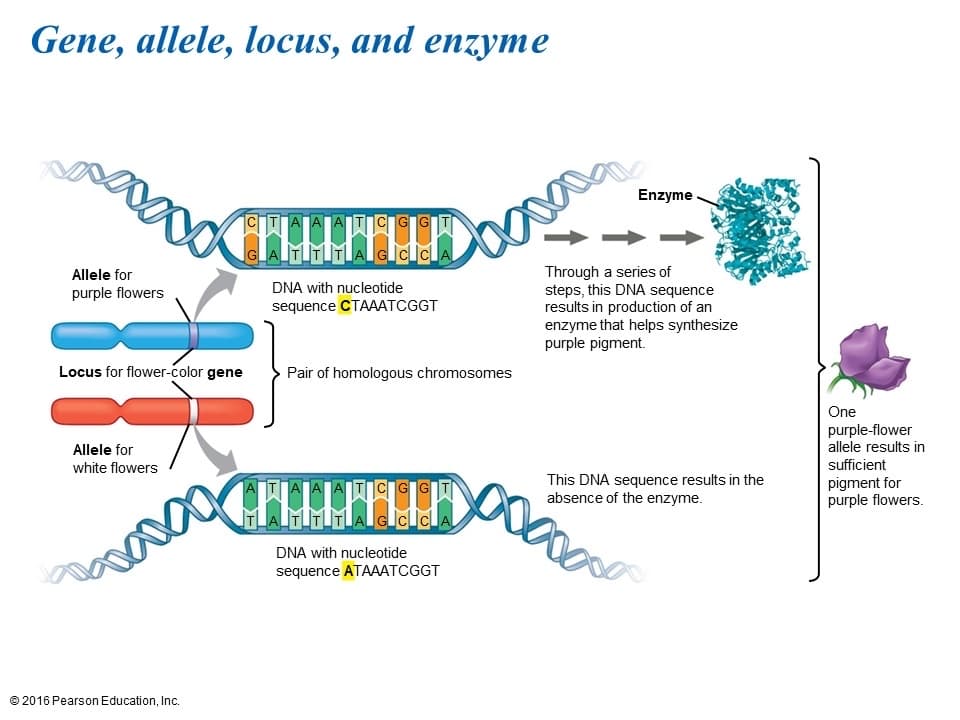 Gene, allele, locus, and enzyme
Enzyme
CITIA A ATICIGIGIT
GLA
Through a series of
steps, this DNA sequence
results in production of an
enzyme that helps synthesize
purple pigment.
Allele for
DNA with nucleotide
purple flowers
sequence CTAAATCGGT
Locus for flower-color gene
Pair of homologous chromosomes
One
purple-flower
allele results in
Allele for
white flowers
sufficient
This DNA sequence results in the
absence of the enzyme.
pigment for
purple flowers.
TLATITITI
cIc
DNA with nucleotide
sequence ATAAATCGGT
© 2016 Pearson Education, Inc.
