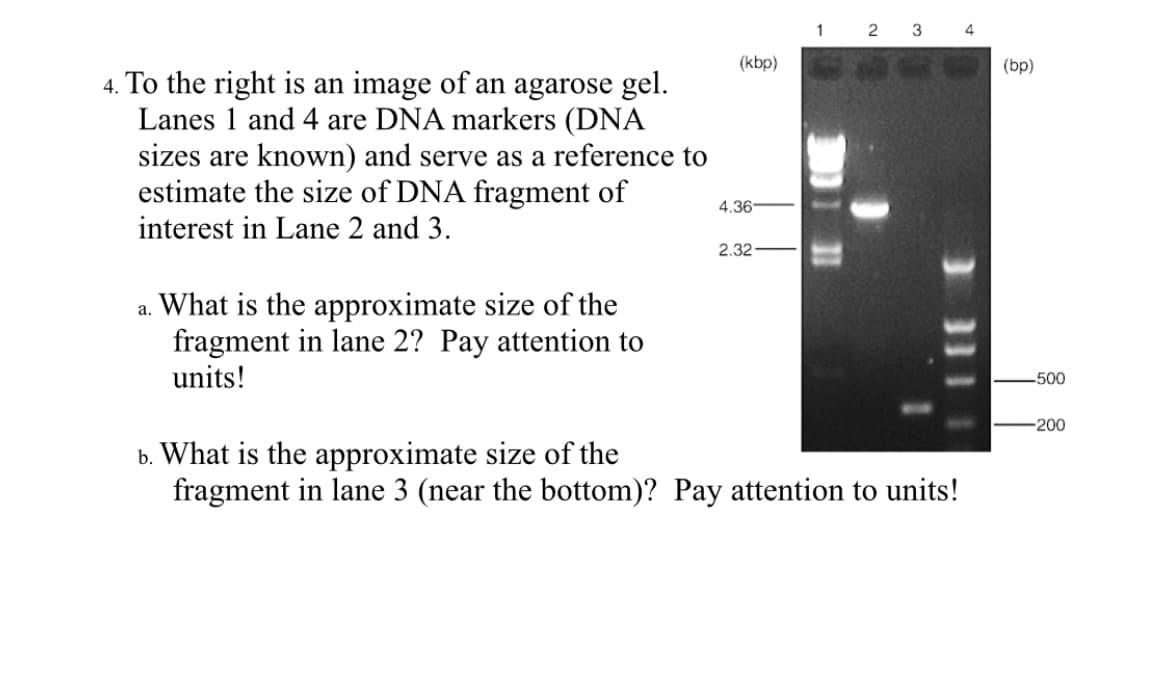 1 2 3 4
(kbp)
(bp)
4. To the right is an image of an agarose gel.
Lanes 1 and 4 are DNA markers (DNA
sizes are known) and serve as a reference to
estimate the size of DNA fragment of
interest in Lane 2 and 3.
4.36
2.32
a. What is the approximate size of the
fragment in lane 2? Pay attention to
units!
500
-200
b. What is the approximate size of the
fragment in lane 3 (near the bottom)? Pay attention to units!

