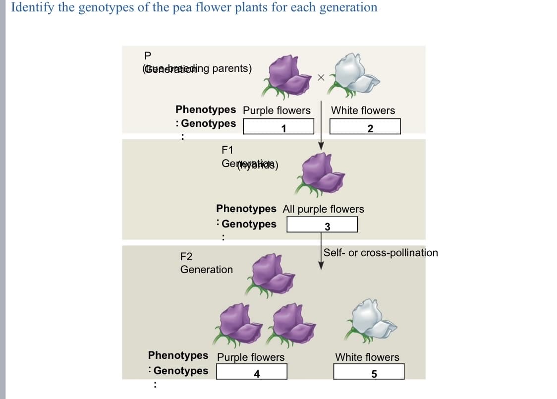 Identify the genotypes of the pea flower plants for each generation
P
(Guadretieding parents)
Phenotypes Purple flowers
: Genotypes
White flowers
1
2
F1
Gerleyatids)
Phenotypes All purple flowers
: Genotypes
3
Self- or cross-pollination
F2
Generation
Phenotypes Purple flowers
: Genotypes
White flowers
4
