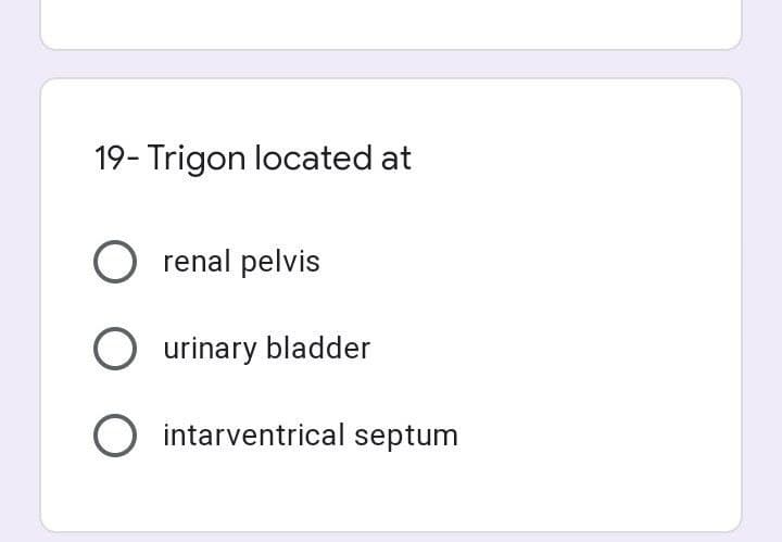 19- Trigon located at
O renal pelvis
O urinary bladder
O intarventrical septum
