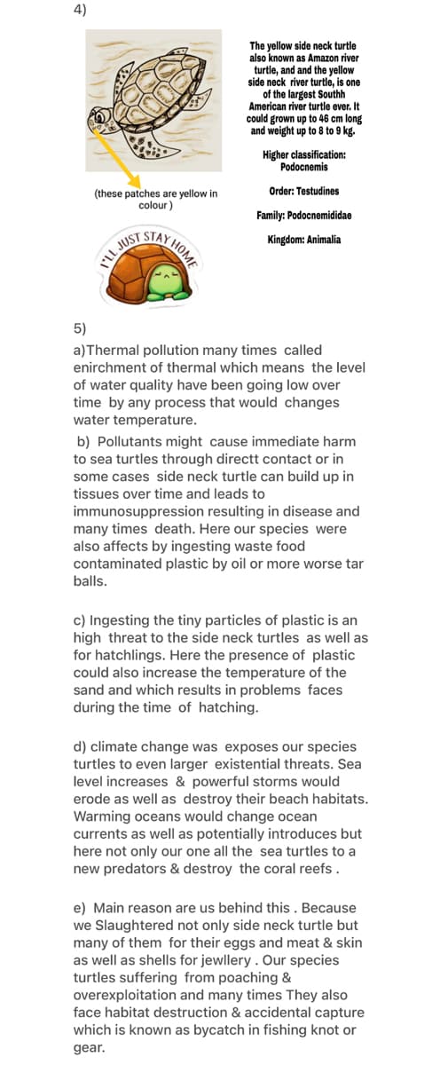 4)
The yellow side neck turtle
also known as Amazon river
turtle, and and the yellow
side neck river turtle, is one
of the largest Southh
American river turtle ever. It
could grown up to 46 cm long
and weight up to 8 to 9 kg.
Higher classification:
Podocnemis
Order: Testudines
(these patches are yellow in
colour)
Family: Podocnemididae
HOME
JUST STAY
Kingdom: Animalia
5)
a)Thermal pollution many times called
enirchment of thermal which means the level
of water quality have been going low over
time by any process that would changes
water temperature.
b) Pollutants might cause immediate harm
to sea turtles through directt contact or in
some cases side neck turtle can build up in
tissues over time and leads to
immunosuppression resulting in disease and
many times death. Here our species were
also affects by ingesting waste food
contaminated plastic by oil or more worse tar
balls.
c) Ingesting the tiny particles of plastic is an
high threat to the side neck turtles as well as
for hatchlings. Here the presence of plastic
could also increase the temperature of the
sand and which results in problems faces
during the time of hatching.
d) climate change was exposes our species
turtles to even larger existential threats. Sea
level increases & powerful storms would
erode as well as destroy their beach habitats.
Warming oceans would change ocean
currents as well as potentially introduces but
here not only our one all the sea turtles to a
new predators & destroy the coral reefs.
e) Main reason are us behind this . Because
we Slaughtered not only side neck turtle but
many of them for their eggs and meat & skin
as well as shells for jewllery. Our species
turtles suffering from poaching &
overexploitation and many times They also
face habitat destruction & accidental capture
which is known as bycatch in fishing knot or
gear.
11.1
