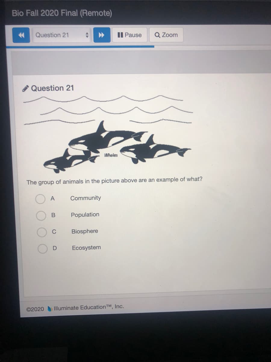 Bio Fall 2020 Final (Remote)
Question 21
II Pause
Q Zoom
Question 21
Whales
The group of animals in the picture above are an example of what?
A
Community
Population
Biosphere
Ecosystem
©2020 Illuminate Education TM, Inc.
