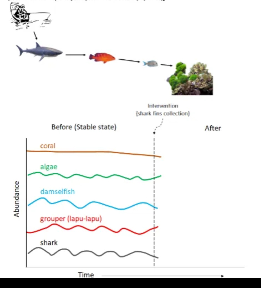 Intervention
(shark fins collection)
Before (Stable state)
After
coral
algae
damselfish
grouper (lapu-lapu)
shark
Time
Abundance
