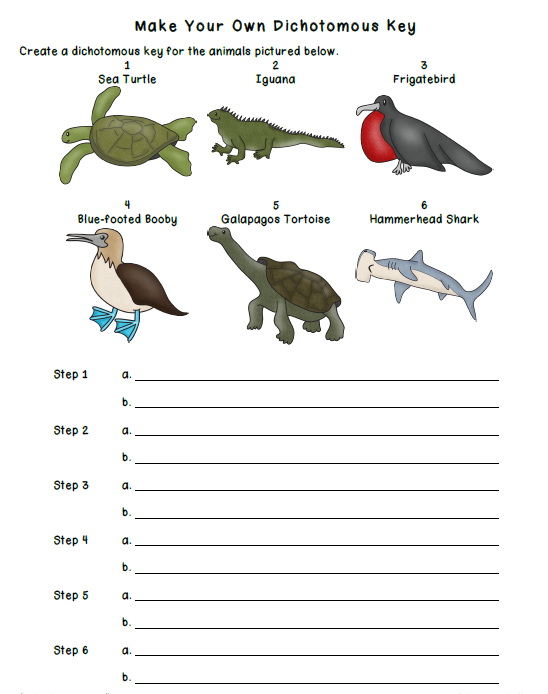 Make Your Own Dichotomous Key
Create a dichotomous key for the animals pictured below.
1
2
Sea Turtle
Iguana
Frigatebird
5
Blue-footed Booby
Galapagos Tortoise
Hammerhead Shark
Step 1
а.
Step 2
a.
b.
Step 3
a.
b.
Step 4
а.
b.
Step 5
a.
b.
Step 6
а.
b.
b.
