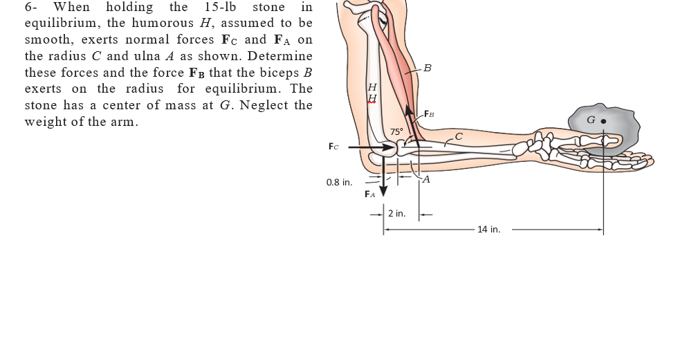 When holding the
equilibrium, the humorous H, assumed to be
smooth, exerts normal forces Fc and FA on
6-
15-lb
stone
in
the radius C and ulna A as shown. Determine
B
these forces and the force Fg that the biceps B
exerts on the radius for equilibrium. The
stone has a center of mass at G. Neglect the
weight of the arm.
H
FB
75°
Fo
0.8 in.
FA
2 in.
14 in.
