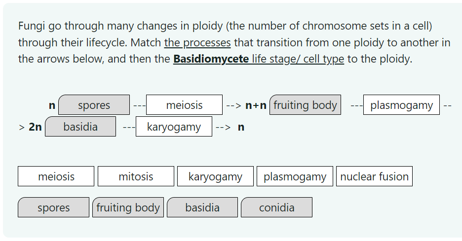 Fungi go through many changes in ploidy (the number of chromosome sets in a cell)
through their lifecycle. Match the processes that transition from one ploidy to another in
the arrows below, and then the Basidiomycete life stage/ cell type to the ploidy.
n
> 2n basidia
meiosis
spores
spores
--
karyogamy --> n
mitosis
meiosis --> n+n fruiting body
fruiting body
karyogamy
basidia
plasmogamy
plasmogamy nuclear fusion
conidia