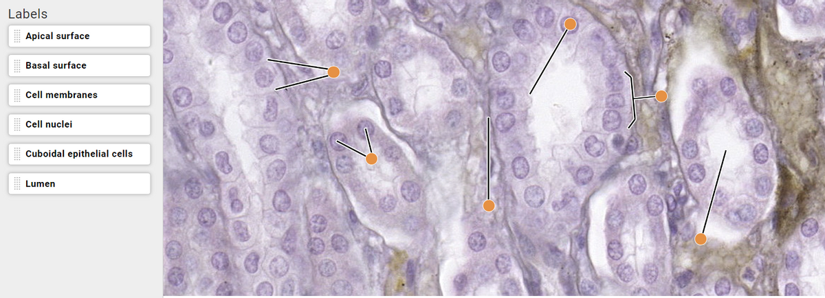 Labels
Apical surface
Basal surface
Cell membranes
Cell nuclei
Cuboidal epithelial cells
Lumen