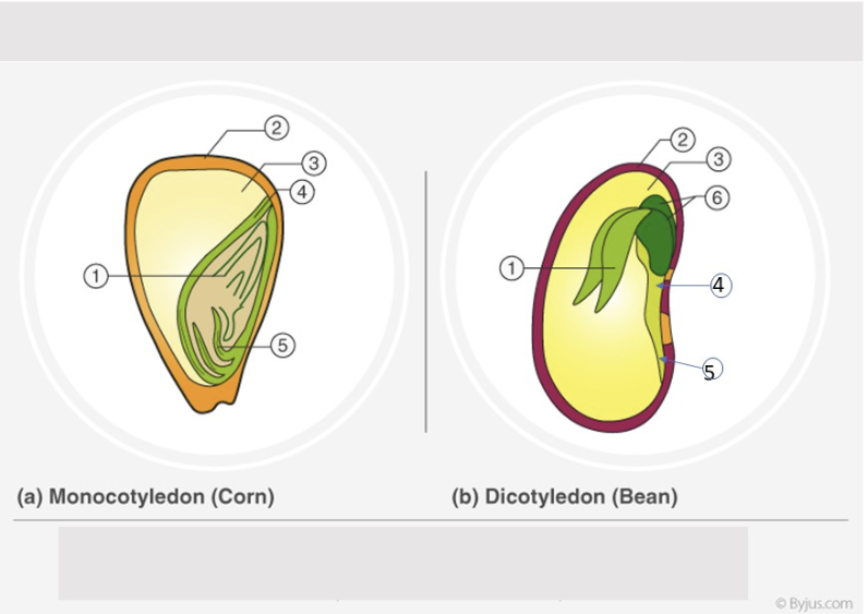 5
(a) Monocotyledon (Corn)
3
(b) Dicotyledon (Bean)
(3
(6)
4
5
ⒸByjus.com
