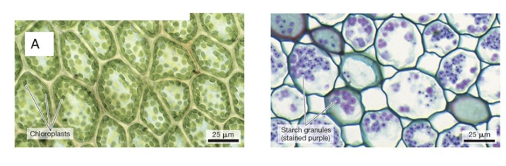 A
Chloroplasts
25 μm
Starch granules
(stained purple)
25 μm