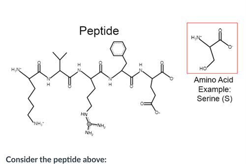 Рeptide
H,N
но
H,N
Amino Acid
Example:
Serine (S)
HN
NH,
NH,
Consider the peptide above:
