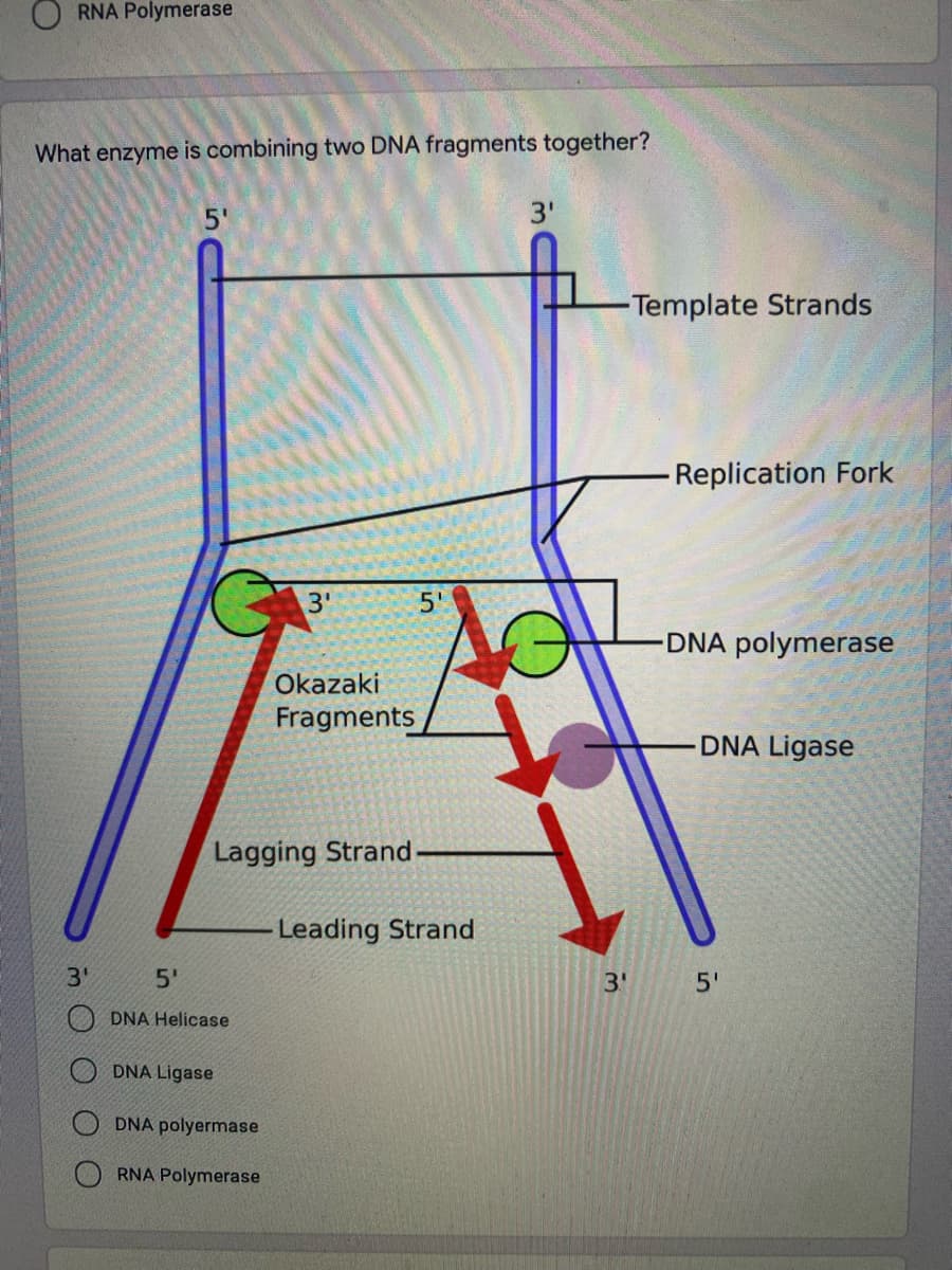RNA Polymerase
What enzyme is combining two DNA fragments together?
5'
3'
-Template Strands
Replication Fork
3'
DNA polymerase
Okazaki
Fragments
DNA Ligase
Lagging Strand
Leading Strand
3'
5'
3'
5'
O DNA Helicase
DNA Ligase
DNA polyermase
RNA Polymerase
