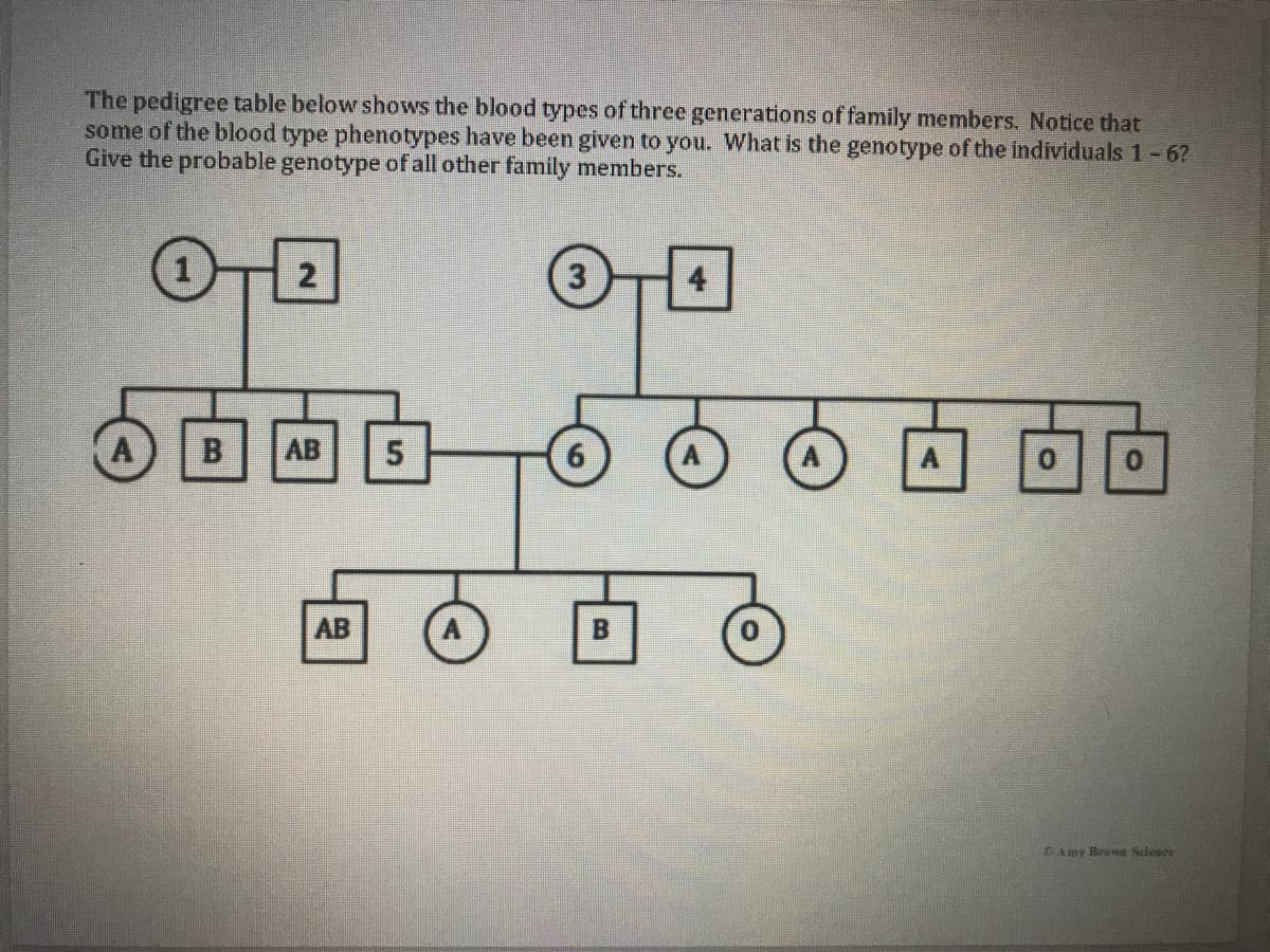 The pedigree table below shows the blood types of three generations of family members. Notice that
some of the blood type phenotypes have been given to you. What is the genotype of the individuals 1-6?
Give the probable genotype of all other family members.
2
AB
6.
A
AB
E Amy Brawa Seleeee
