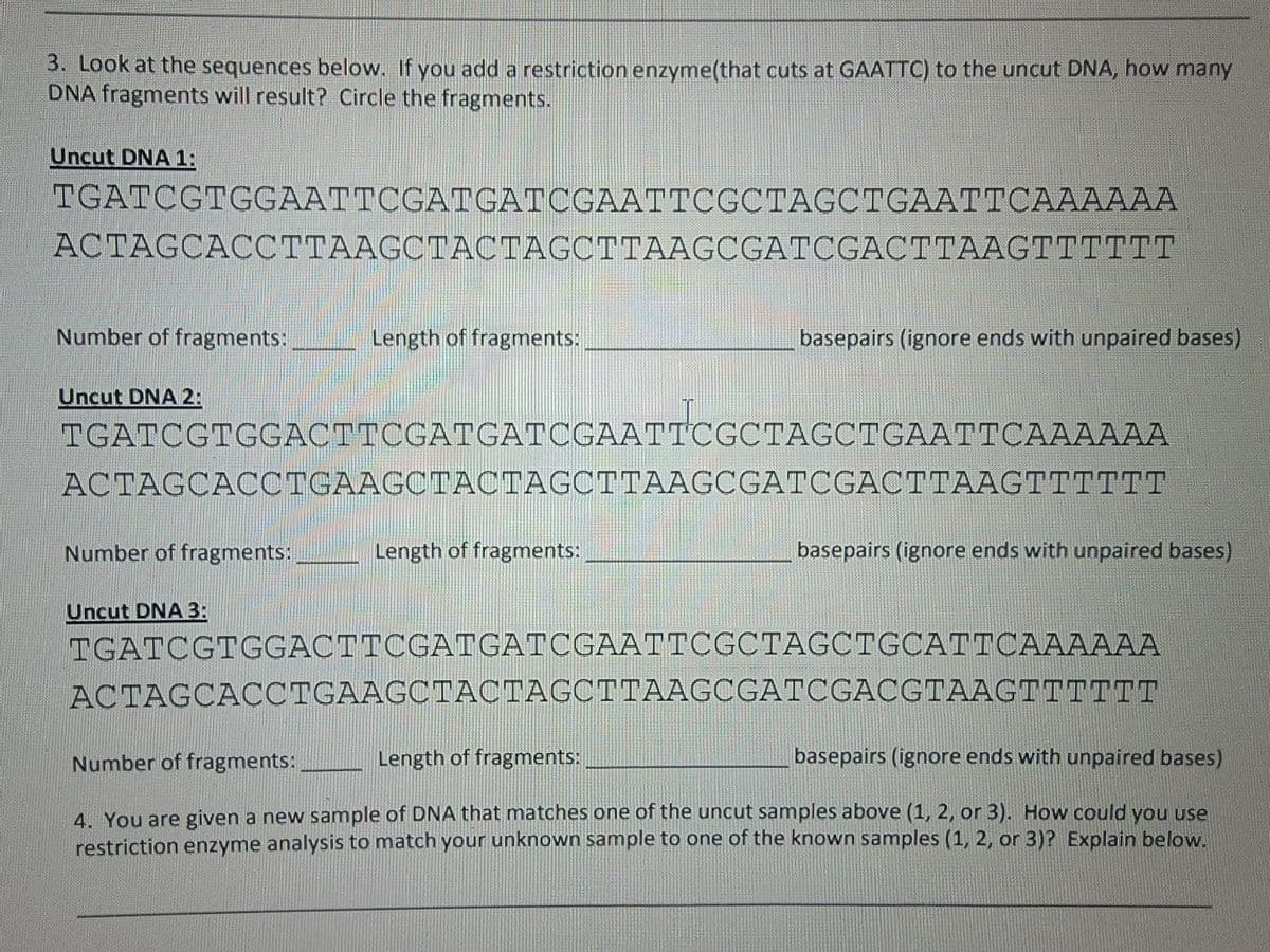 3. Look at the sequences below. If you add a restriction enzyme(that cuts at GAATTC) to the uncut DNA, how many
DNA fragments will result? Circle the fragments.
Uncut DNA 1:
TGATCGTGGAATTCGATGATCGAATTCGCTAGCTGAATTCAAAAAA
ACTAGCACCTTAAGCTACTAGCTTAAGCGATCGACTTAAGTTTTTT
Number of fragments:
Uncut DNA 2:
Number of fragments:
Length of fragments:
TGATCGTGGACTTCGATGATCGAATTCGCTAGCTGAATTCAAAAAA
ACTAGCACCTGAAGCTACTAGCTTAAGCGATCGACTTAAGTTTTTT
Uncut DNA 3:
basepairs (ignore ends with unpaired bases)
Length of fragments:
basepairs (ignore ends with unpaired bases)
TGATCGTGGACTTCGATGATCGAATTCGCTAGCTGCATTCAAAAAA
ACTAGCACCTGAAGCTACTAGCTTAAGCGATCGACGTAAGTTTTTT
Number of fragments:
Length of fragments:
basepairs (ignore ends with unpaired bases)
4. You are given a new sample of DNA that matches one of the uncut samples above (1, 2, or 3). How could you use
restriction enzyme analysis to match your unknown sample to one of the known samples (1, 2, or 3)? Explain below.
