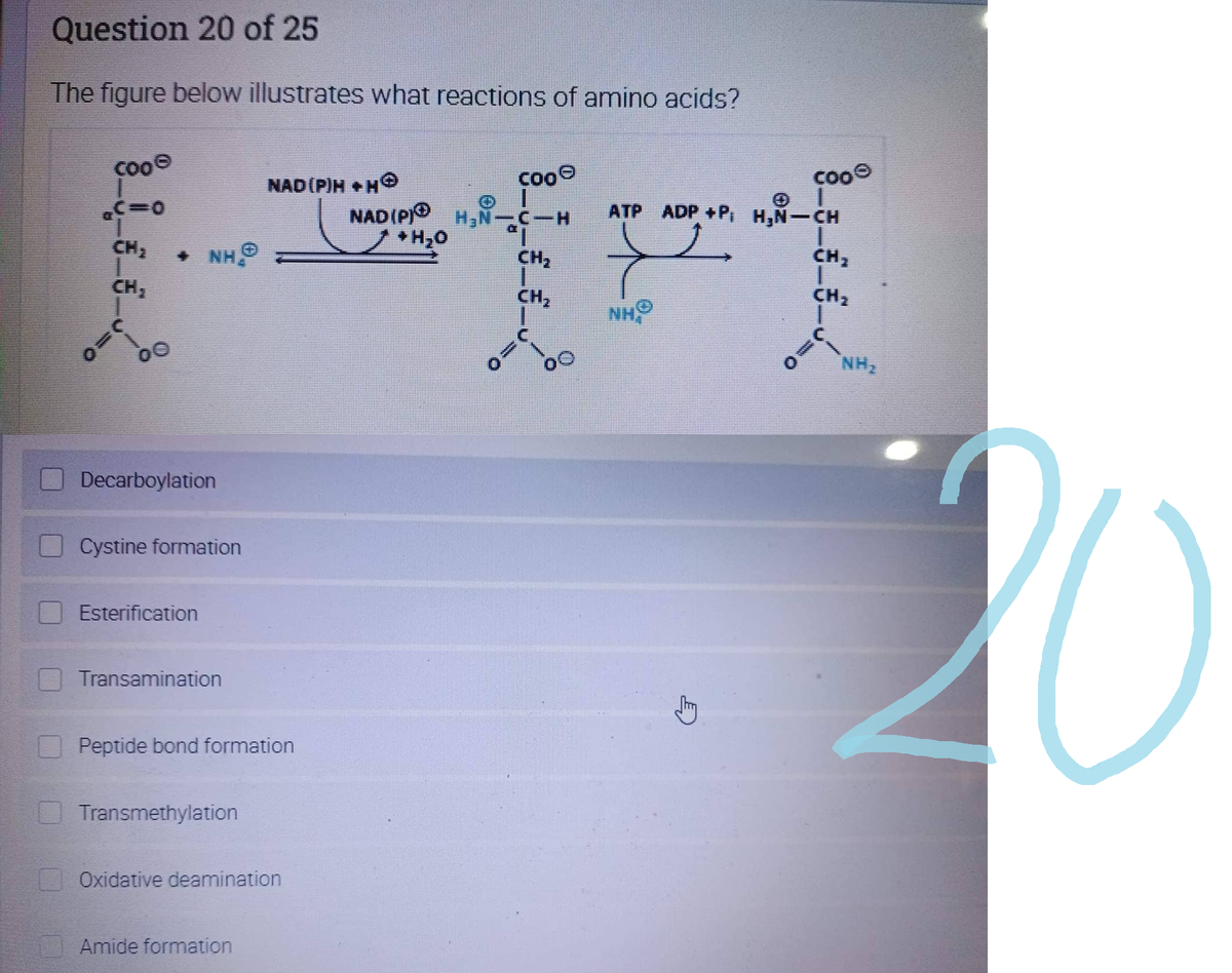 Question 20 of 25
The figure below illustrates what reactions of amino acids?
coo
C=0
CH₂
CH₂
=0
00
+ NHⒸ
Decarboylation
Cystine formation
Esterification
Transamination
Peptide bond formation
Transmethylation
NAD(P)H+H
Oxidative deamination
Amide formation
NAD(P) H₂
+H₂O
COO
CH₂
I
میں
CH₂
COOⒸ
ATP ADP +P₁ H₂N-CH
NHO
CH₂
CH₂
NH₂
20