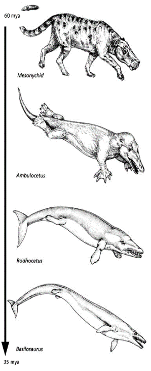 60 mya
Mesonychid
Ambulocetus
Rodhocetus
Basilosaurus
35 mya
