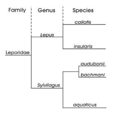 Family Genus
Species
callotis
Lepus
insularis
Leporidae
audubonii
bachmani
Sylvilagus
aquaticus
