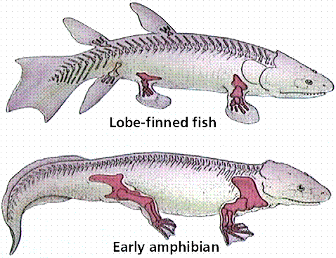 Lobe-finned fish
Early amphibian
