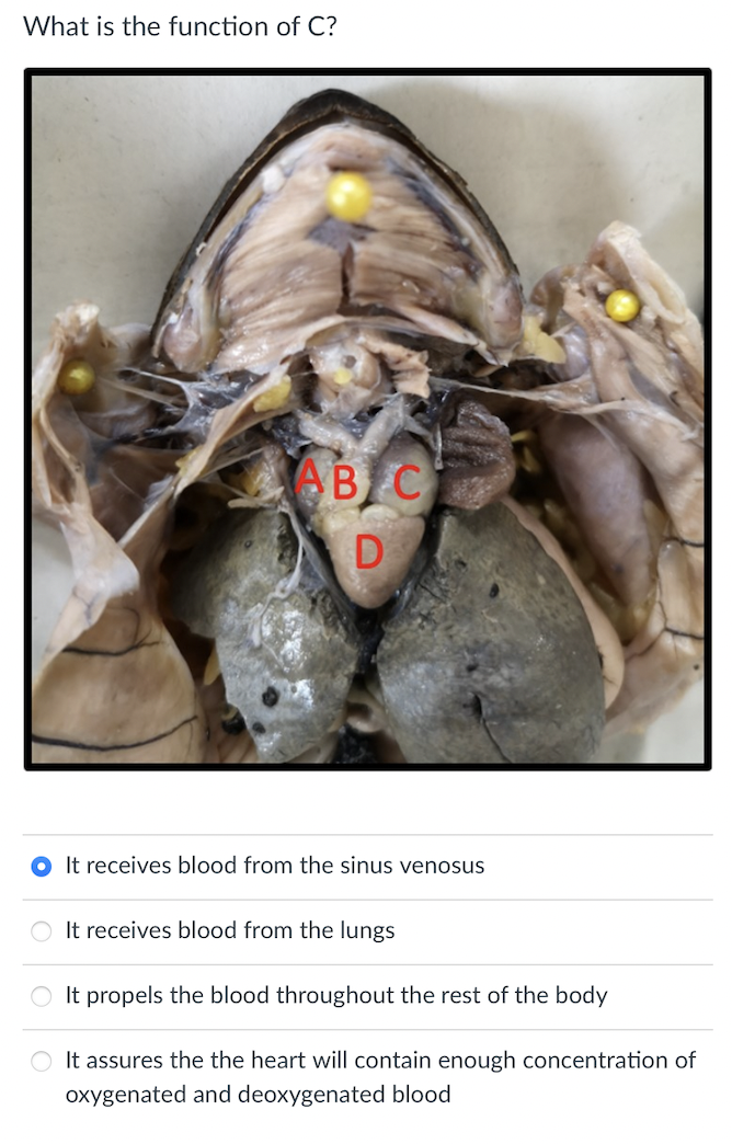 What is the function of C?
AB C
D
It receives blood from the sinus venosus
It receives blood from the lungs
It propels the blood throughout the rest of the body
It assures the the heart will contain enough concentration of
oxygenated and deoxygenated blood