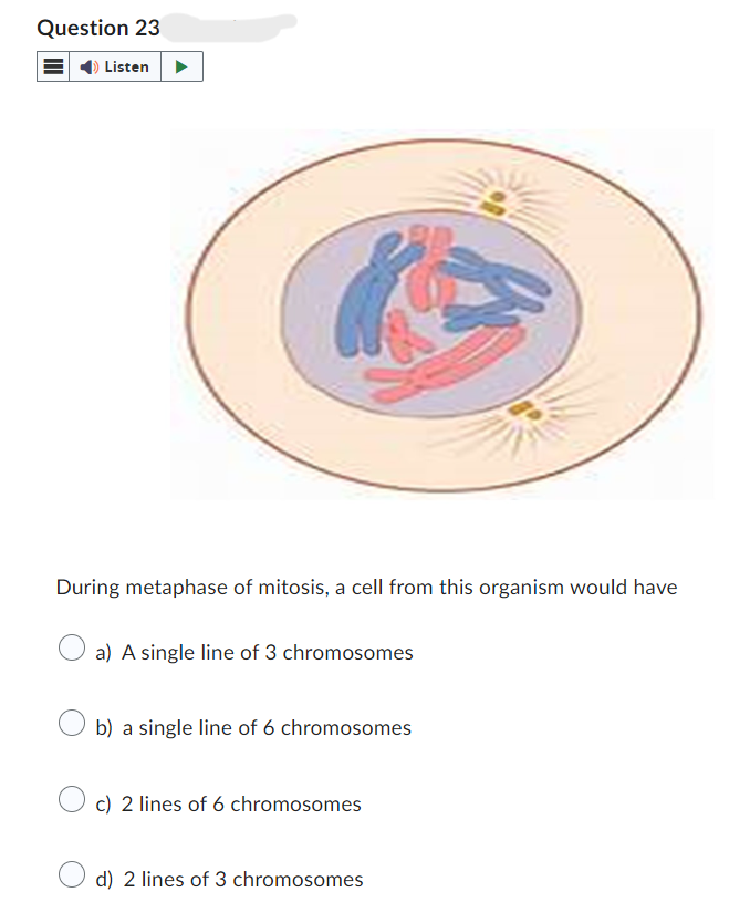 Question 23
Listen
During metaphase of mitosis, a cell from this organism would have
a) A single line of 3 chromosomes
b) a single line of 6 chromosomes
c) 2 lines of 6 chromosomes
d) 2 lines of 3 chromosomes