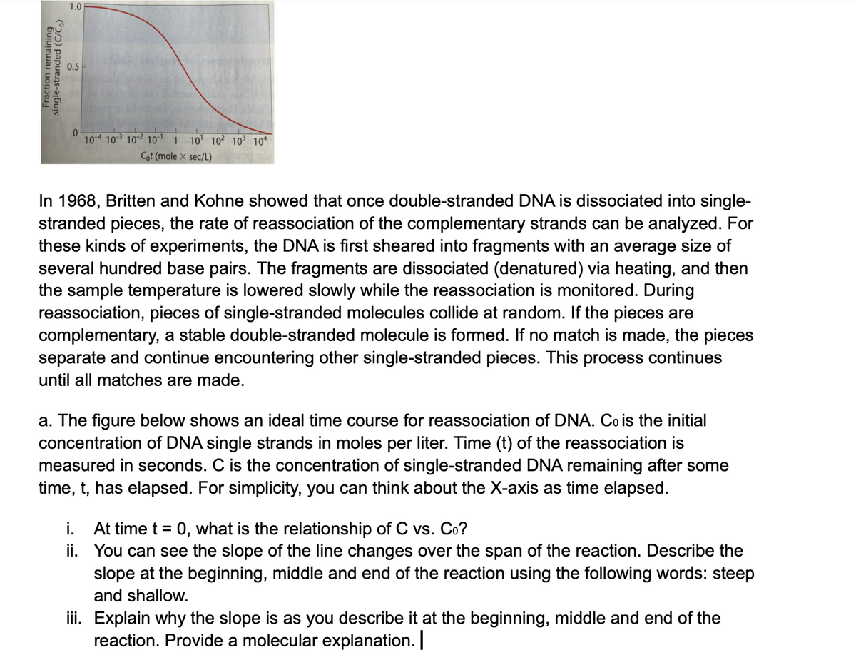 0.5
104
10 102 10 1 10' 10² 103³ 10*
Cot (mole × sec/L)
In 1968, Britten and Kohne showed that once double-stranded DNA is dissociated into single-
stranded pieces, the rate of reassociation of the complementary strands can be analyzed. For
these kinds of experiments, the DNA is first sheared into fragments with an average size of
several hundred base pairs. The fragments are dissociated (denatured) via heating, and then
the sample temperature is lowered slowly while the reassociation is monitored. During
reassociation, pieces of single-stranded molecules collide at random. If the pieces are
complementary, a stable double-stranded molecule is formed. If no match is made, the pieces
separate and continue encountering other single-stranded pieces. This process continues
until all matches are made.
a. The figure below shows an ideal time course for reassociation of DNA. Co is the initial
concentration of DNA single strands in moles per liter. Time (t) of the reassociation is
measured in seconds. C is the concentration of single-stranded DNA remaining after some
time, t, has elapsed. For simplicity, you can think about the X-axis as time elapsed.
i. At time t = 0, what is the relationship of C vs. Co?
ii. You can see the slope of the line changes over the span of the reaction. Describe the
slope at the beginning, middle and end of the reaction using the following words: steep
and shallow.
iii. Explain why the slope is as you describe it at the beginning, middle and end of the
reaction. Provide a molecular explanation.

