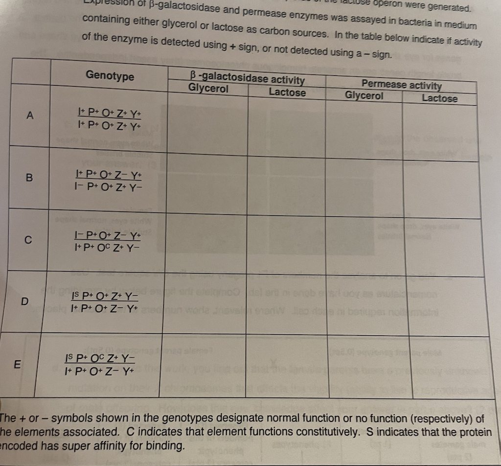 operon were generated.
B-galactosidase and permease enzymes was assayed in bacteria in medium
containing either glycerol or lactose as carbon sources. In the table below indicate if activity
of the enzyme is detected using + sign, or not detected using a-sign.
B-galactosidase activity
Glycerol
Permease activity
Glycerol
Genotype
Lactose
Lactose
+ P+ O+ Z+ Y+
I+ P+ O+ Z+ Y+
+ P+ O+ Z- Y+
- P+ O+ Z+ Y-
-P+ O+ Z- Y+
I+ P+ OC Z+ Y-
C
moy
IS P+ O+ Z+ Y-
I+ P+ O+ Z- Y+d
IS P+ OC Z+ Y-
I+ P+ O+ Z- Y+
The + or- symbols shown in the genotypes designate normal function or no function (respectively) of
he elements associated. C indicates that element functions constitutively. S indicates that the protein
encoded has super affinity for binding.
B.
