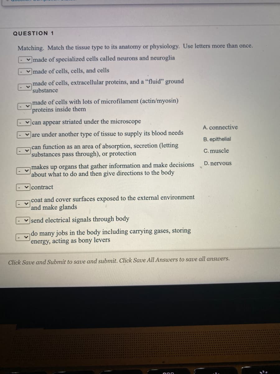 QUESTION 1
Matching. Match the tissue type to its anatomy or physiology. Use letters more than once.
made of specialized cells called neurons and neuroglia
- made of cells, cells, and cells
made of cells, extracellular proteins, and a "fluid" ground
substance
made of cells with lots of microfilament (actin/myosin)
proteins inside them
can appear striated under the microscope
Jare under another type of tissue to supply its blood needs
can function as an area of absorption, secretion (letting
substances pass through), or protection
makes up organs that gather information and make decisions
about what to do and then give directions to the body
✓contract
coat and cover surfaces exposed to the external environment
and make glands
send electrical signals through body
do many jobs in the body including carrying gases, storing
energy, acting as bony levers
A. connective
B. epithelial
C. muscle
D. nervous
Click Save and Submit to save and submit. Click Save All Answers to save all answers.