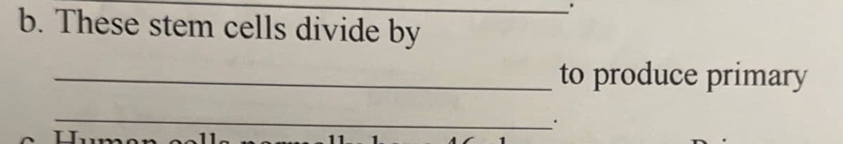 b. These stem cells divide by
Humon colle na
11
to produce primary