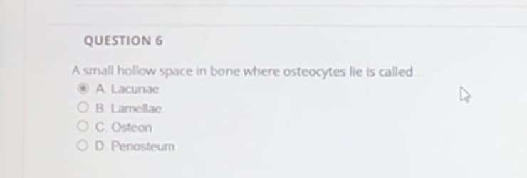 QUESTION 6
A small hollow space in bone where osteocytes lie is called
A Lacunae
OB. Lamellae
C Osteon
OD Penosteum
