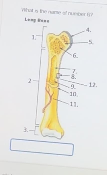 What is the name of number 67
Long Bone
4.
1.
-5.
6.
7.
0
8.
2
12.
9.
10.
3.
11.