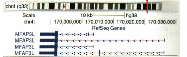 chr4 (933)
Scale
chr4:
MFAP3L
MFAP3L
MFAP3L
MFAP3L
10 kb
hg38
170,000,000 170,010,000 170,020,000 170,030,000
RefSeq Genes
:<<H
<<<<<<<<<<<<<<<