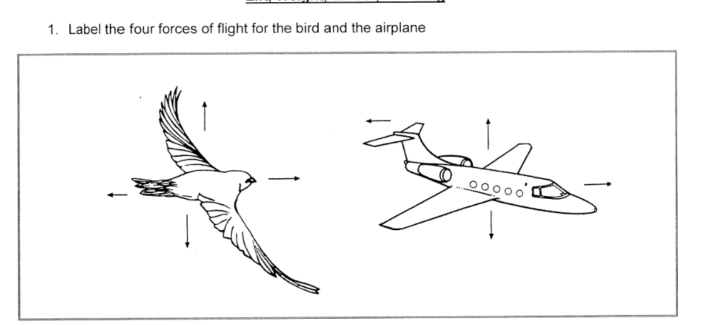 1. Label the four forces of flight for the bird and the airplane
