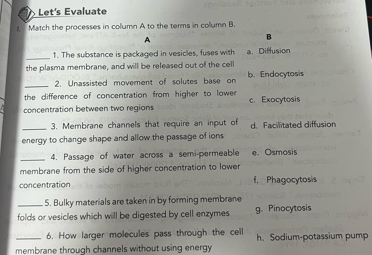 apribsaft 19 ons
Let's Evaluate
1. Match the processes in column A to the terms in column B.
ort to 290 ol" 1919
vlish
A
veolojzyna Isnin pololay 19.to Ismuol sphen "ng
1. The substance is packaged in vesicles, fuses with
the plasma membrane, and will be released out of the cell
Way, and moder vin les look a
2. Unassisted movement of solutes base on
the difference of concentration from higher to lower
concentration between two regions sobi
aire an input of
3. Membrane channels that require an
energy to change shape and allow the passage of ions
sibem-9 4. Passage of water across a semi-permeable
of higher concentration to lower
membrane from the side of higher
concentration brit to lebom piszom biult or nealo
lobne ovsu ,oons 3
B
a. Diffusion
5. Bulky materials are taken in by forming membrane
folds or vesicles which will be digested by cell enzymes
prinn 6. How larger molecules pass through the cell
membrane through channels without using energy
91012
bredhMb. Endocytosis
c. Exocytosis
w waib
d. Facilitated diffusion
goxma
sollevannsól nemje
meini
cdo
e. Osmosis
boid "aiactyoobne
f. Phagocytosis
2 hapni2
mam:
g. Pinocytosis
enlegiw
ohst insbuta
h. Sodium-potassium pump