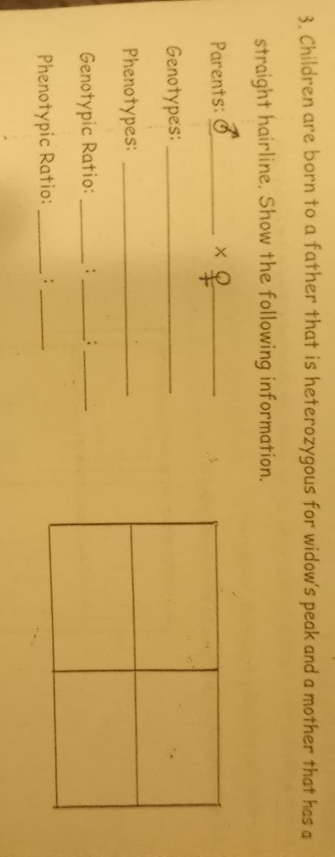 3. Children are born to a father that is heterozygous for widow's peak and a mother that has a
straight hairline. Show the following information.
Parents:
Genotypes:
Phenotypes:
Genotypic Ratio:
Phenotypic Ratio:
