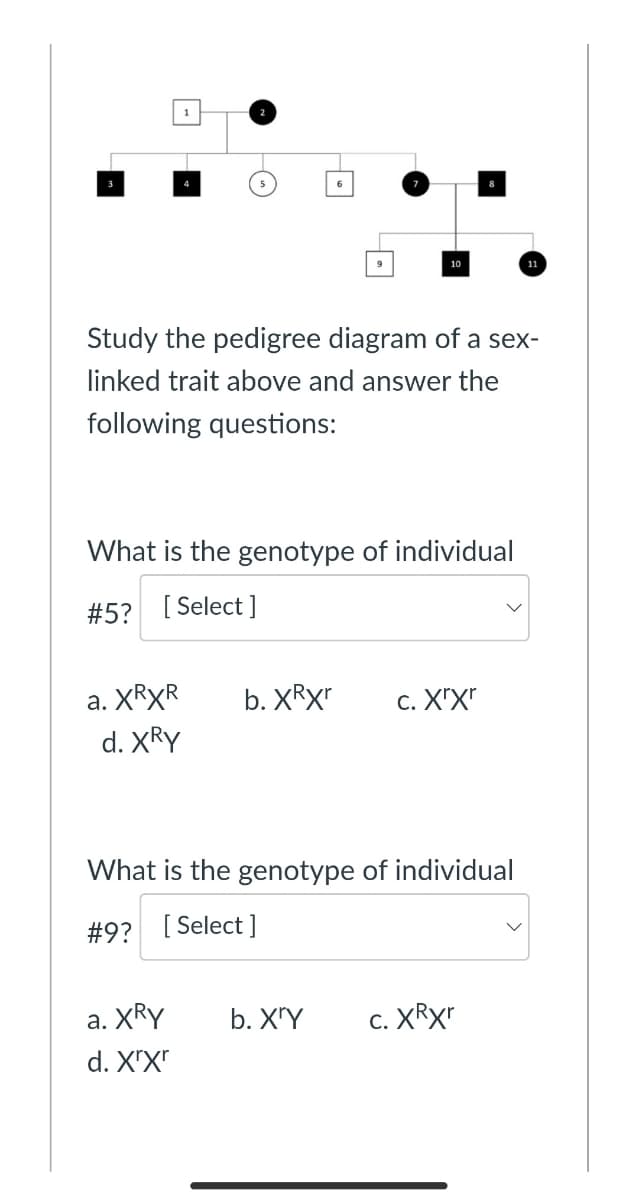 1
9
11
10
Study the pedigree diagram of a sex-
linked trait above and answer the
following questions:
What is the genotype of individual
#5? [ Select ]
а. XRXR
d. XRY
b. XRX"
c. X"X"
What is the genotype of individual
#9? [ Select ]
а. XRY
b. X"Y
c. XRX"
d. X"X"
