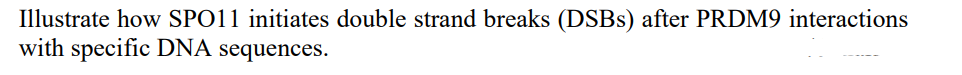 Illustrate how SPO11 initiates double strand breaks (DSBs) after PRDM9 interactions
with specific DNA sequences.