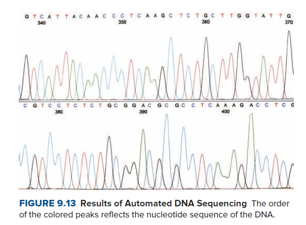 GTCATTACA AC CCTCA AGC TC TGC TTG G TATTG
340
350
360
370
C GTC C TC TCT GC G G AC GC GC CTCAA AG AC C TC G
380
390
400
FIGURE 9.13 Results of Automated DNA Sequencing The order
of the colored peaks reflects the nucleotide sequence of the DNA.
